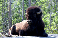 2011 Yellowstone